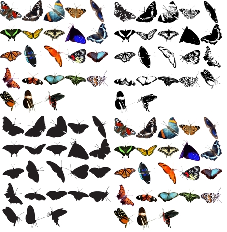 Creative Design Websites on 93 Butterflies Vector   Png Clipart Pack   Snap2objects