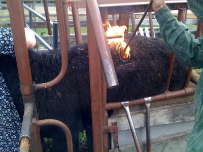 cow branding