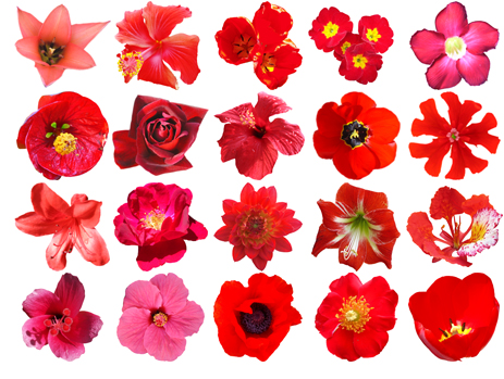 Free HQ PSD Red Flowers Vector Pack